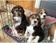 Cachorros Beagle sanos en adopción