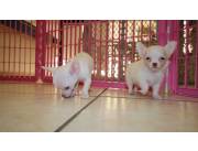 Cachorros chihuahua sanos en adopción