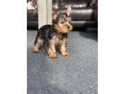 Cachorros Yorkshire Terrier sanos en adopción