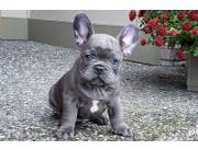 Cachorros de Bulldog Francés sanos en adopción
