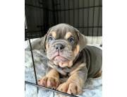 Cachorros de bulldog inglés sanos en adopción