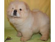 Cachorros Chow Chow sanos en adopción