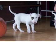 Cachorros de Bull Terrier sanos en adopción