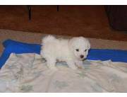 Cachorros Bichón Frisé sanos en adopción