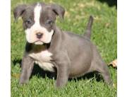 Cachorros pitbull americanos sanos en adopción