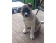 Cachorros Akita Inu sanos en adopción