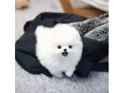 Cachorros Pomerania Taza de Té sanos para adopción