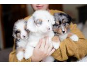 Hermosos cachorros de pastor australiano disponibles para adopción.