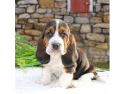 Hermosos cachorros de Basset Hound disponibles para adopción.