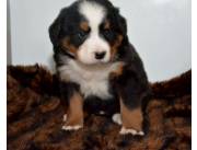 Hermosos cachorros de Boyero de Berna disponibles para adopción