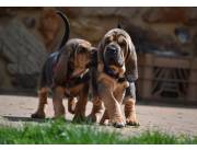 Hermosos cachorros de sabueso disponibles para adopción.