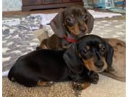 Hermosos cachorros de perro salchicha disponibles para adopción.