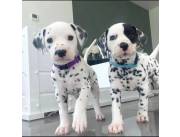 Hermosos cachorros dálmatas disponibles para adopción.