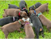 Hermosos cachorros dóberman disponibles para adopción.