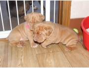 Hermosos cachorros de Dogo de Burdeos disponibles para adopción.