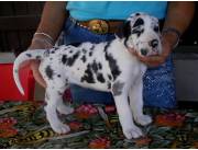 Hermosos cachorros de Gran Danés disponibles para adopción.