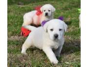 Hermosos cachorros de Labrador Retriever disponibles para adopción.