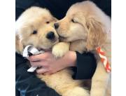 Hermosos cachorros Golden Retriever disponibles para adopción.