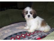 Hermosos cachorros Lhasa Apso disponibles para adopción.