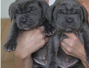 Hermosos cachorros de Mastín Napolitano disponibles para adopción.