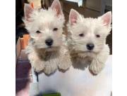 Hermosos West Highland Terrier en adopción