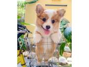 Hermosos cachorros de Pembroke Welsh Corgi en adopción
