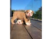 Hermosos cachorros de Bulldog Inglés en adopción