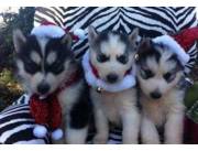 Hermosos cachorros de husky siberiano en adopción