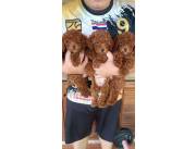 Hermosos cachorros de caniche en adopción