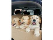 Hermosos cachorros golden retriever en adopción