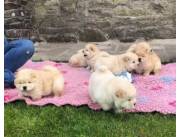 Hermosos cachorros chow chow en adopción
