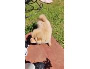 CHOW CHOW MACHO