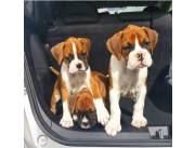 Hermosos cachorros bóxer en adopción