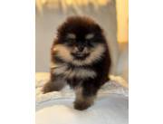 Lulu pomerania hembra mini