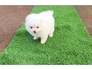 LULU POMERANIA HEMBRA MINI IMPORTADA