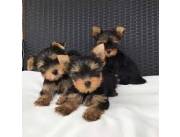 Cachorros Yorkshire Terrier disponibles para adopción.