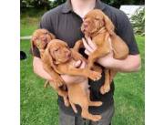 Cachorros Vizsla disponibles para adopción.