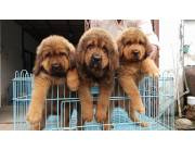 Cachorros de Mastín Tibetano disponibles para adopción.