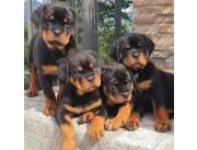 Cachorros de rottweiler disponibles para adopción.