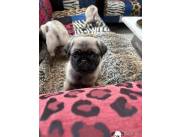 Cachorros de pug disponibles para adopción.