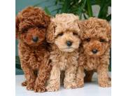 Cachorros de caniche disponibles para adopción.