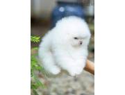Cachorros de Pomerania disponibles para adopción.