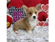 Cachorros de Pembroke Welsh Corgi disponibles para adopción.