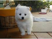 Cachorros de Spitz Japonés disponibles para adopción.