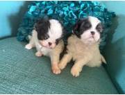 Cachorros de Chin Japonés disponibles para adopción.