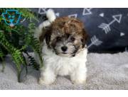 Cachorros de Bichón Habanero disponibles para adopción.