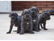 Cachorros de Cane Corso disponibles para adopción.