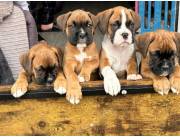 Cachorros bóxer disponibles para adopción.