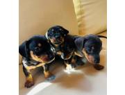 Cachorros Salchichas//Teckel Negro Fuego