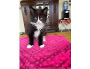 Gato Maine coom